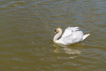 White swan swims on the green water of lake 