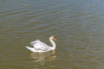 White swan swims on the green water of lake 