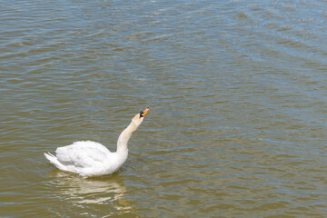 White swan swims on the green water of lake 
