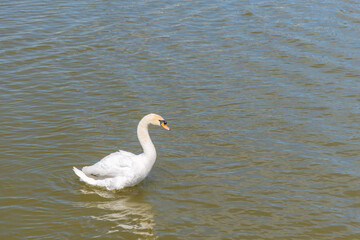 Fototapeta na wymiar White swan swims on the green water of lake 