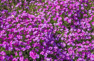 Purple flowers, Aubrieta carnival, also known as Hartswood purple