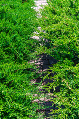 Green juniper on the floor