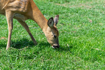 roe deer in the grass