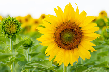 Beautiful yellow color sunflower in the agriculture farm background
