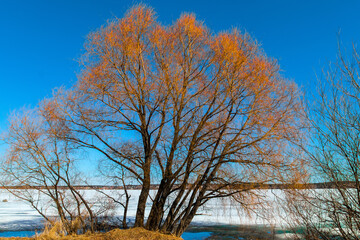 trees in winter