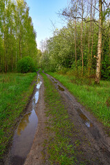 Fototapeta na wymiar dirtroad with pools of water through forest