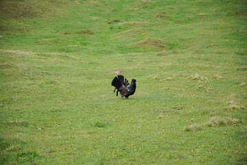 Wanderung Hohe Asten: Auerhahn-Begegnung