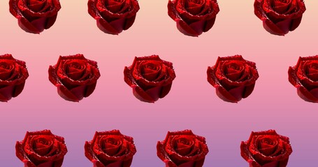 Illustration of rows of red roses on pink background