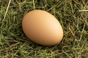 Free-range hen egg in a hay nest. One organic farm egg. Close up.