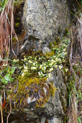 Frühlingswanderung Bichlersee - Hohe Asten