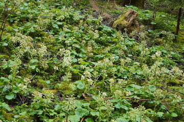 Frühlingswanderung Weiße Pestwurz