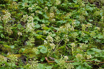 Frühlingswanderung Weiße Pestwurz