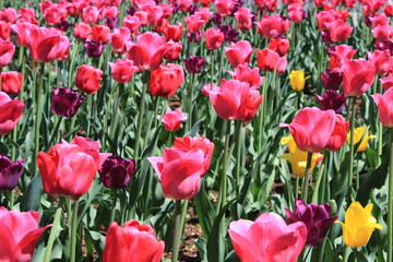A field of pink tulips outdoors in the city park, beautiful flowers background in bloom during the spring season in the month of May. Colorful petals and green freshness of blossoming.