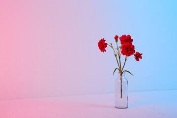 Red carnation bouquet in glass vase on pink and blue background. Copy space. Flower design. Empty text place. Business card. Memorial day. Minimalism. Happy celebration. Holiday decoration. Concept