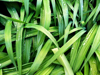 Obraz premium Green leaves abstract background. Succulent grass, dew, raindrops