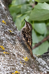 Short toed Treecreeper, perched along a tree trunk