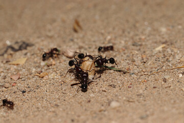 A group of ants carrying a wheat seeds from sunny ground at meadow