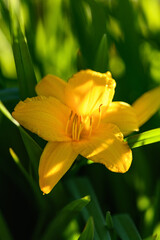 Yellow lily flower in the garden. Spring and summer background. Vertical photo
