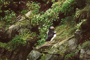 Two atlantic puffins