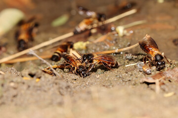 wild honey bees drinking fresh water from mud soil at sunny meadow