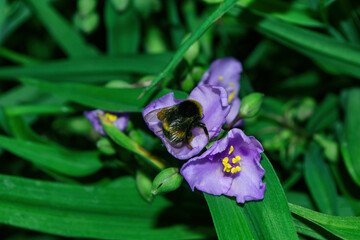 Pollination of flowers by insects. Bumblebee (Latin: Bombus) on purple flowers Tradescantia (Latin: Tradescantia occidentalis). A blooming summer garden. Selective focus. Soft blurry background.