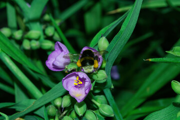 A blooming summer garden. Bumblebee (Latin: Bombus) pollinates purple flowers Tradescantia (Latin: Tradescantia occidentalis). © Dmitry