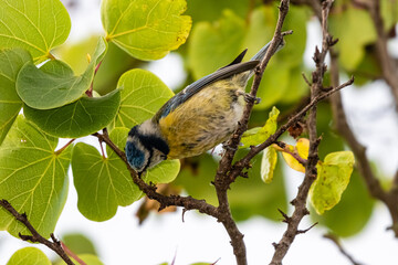 blue tit perched on a tree branch