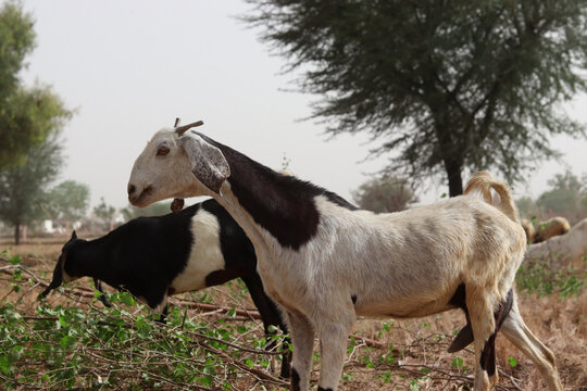 a domestic black white goat waling front of camera in cattle farm