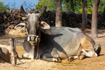 Indian ox on a farm. Indian cattle farm