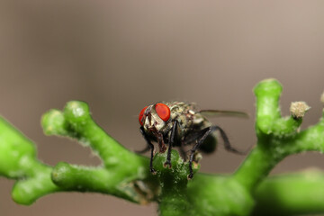 housefly sitting on green branch of tree in the garden