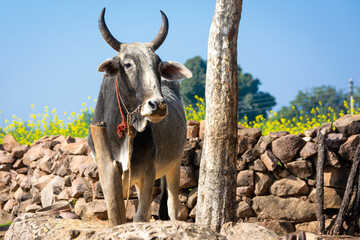 Indian ox on a farm. Indian cattle farm