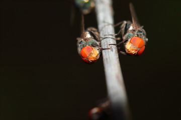 two houseflies perching Face to face with low key background
