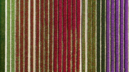 Aerial view of colorful tulip fields in the Netherlands