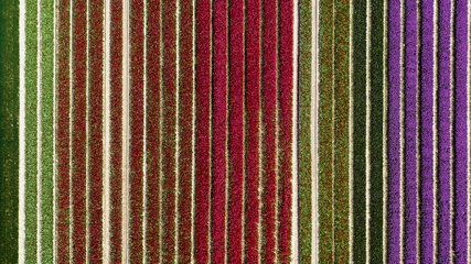 Schilderijen op glas Aerial view of colorful tulip fields in the Netherlands © Wirestock Exclusives