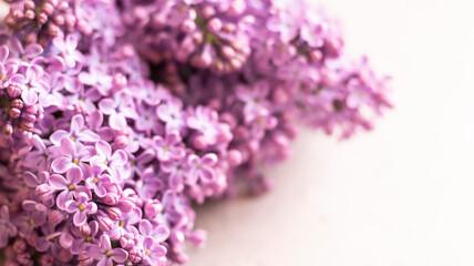Lilac flowers, close-up. Floral lilac background. 