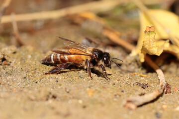 a heavily loaded honey bee drinking water on a sunny meadow