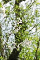 A branch of a blossoming apple tree against the sky, a flowering tree, a twig on a blue background, nature
