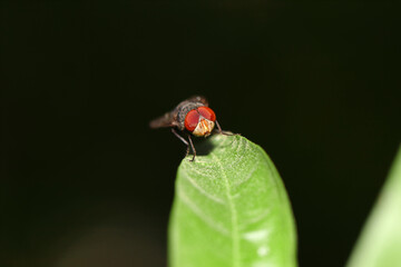 one Fly On Leaf with low key background