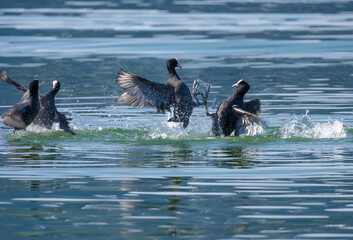 Male Eurasian Coots fighting for territory and mates on the waters of the Upper Zuich Lake (Obersee), Rapperswil, St. Gallen, Switzerland