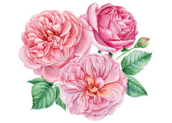 Pink roses, flowers on an isolated white background, watercolor botanical illustration