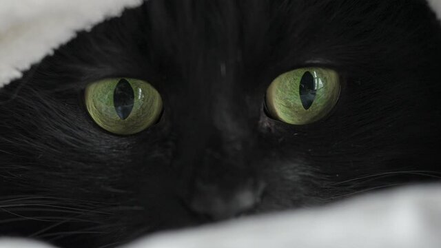 Black fluffy cat with green eyes lies wrapped in a blanket. She looks around and the pupils dilate and narrow. Halloween symbol