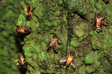 bees on a drinking trough on a hot day with her mirror image in the water.