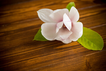 Obraz na płótnie Canvas one pink flower on a branch of blooming magnolia on a wooden table