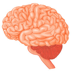  Brain illustration