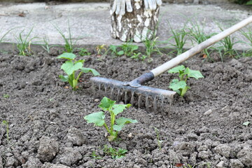 seedlings of cucumbers in the garden on the background of rakes