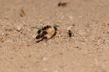 A group of ants introducing some food into their hole