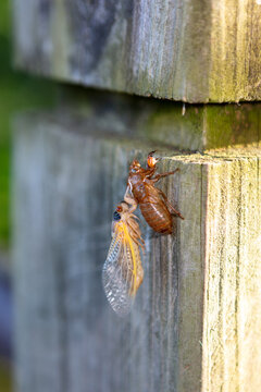 Newly molted brood-x 17 year periodic cicada with shell on a fence post morning sun