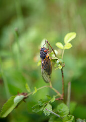 Brood-X 17 Year Cicada resting on green plant macro closeup