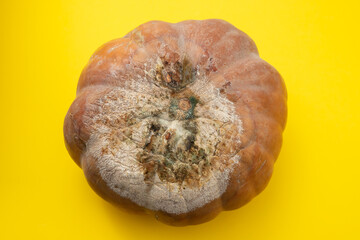 big pumpkin with mold on yellow paper