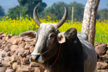 Naklejka premium Indian ox on a farm. Indian cattle farm